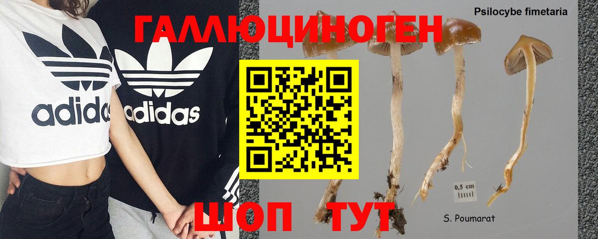 Азов  Псилоцибиновые грибы ЛСД  Вход с VPN  Псилоцибиновые грибы Psilocybe 